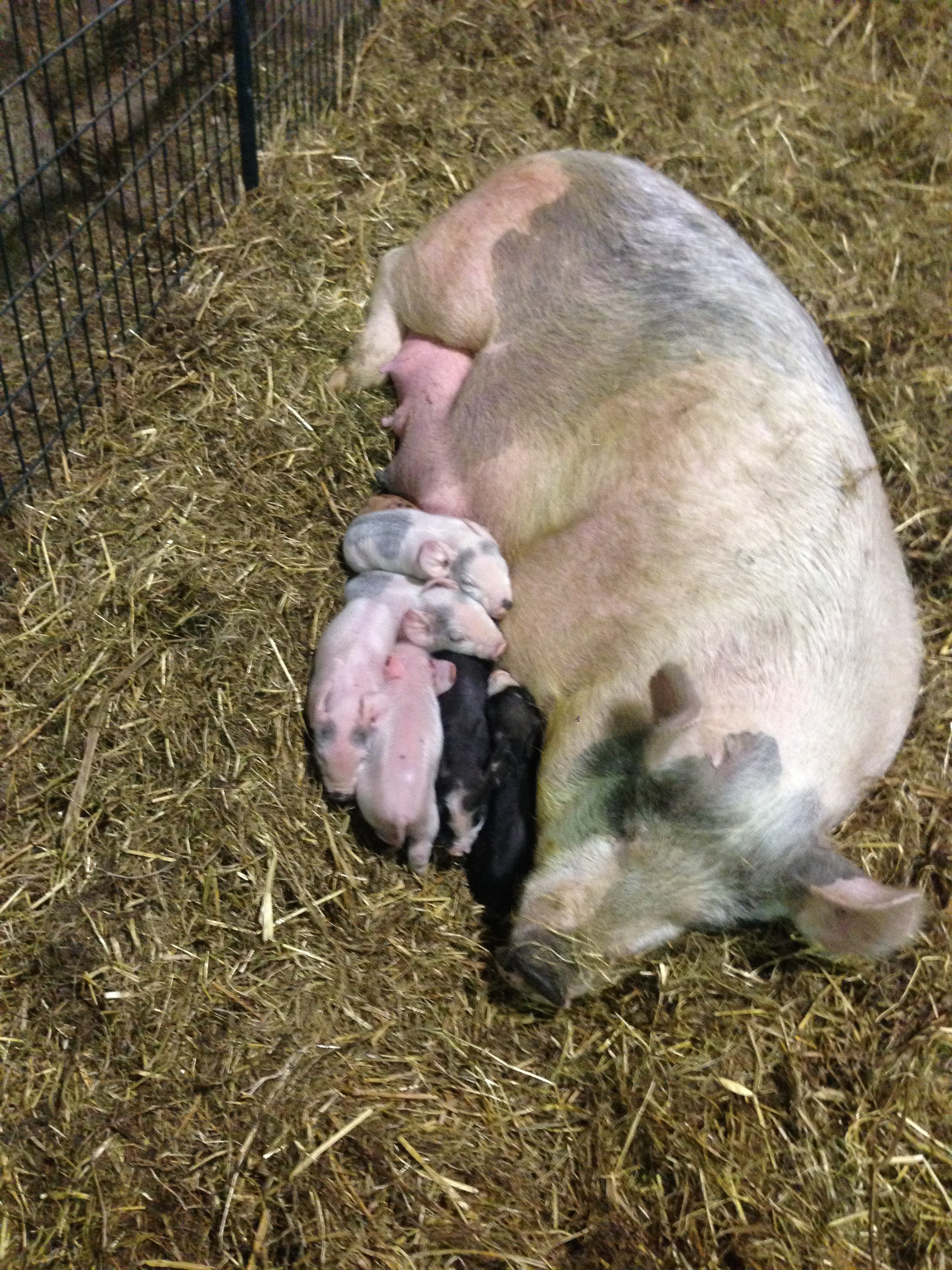 Free Range Farrowing In Winter